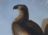 John James Audubon, detail of Washington Eagle. Smithsonian American Art Museum. Courtesy of Smithsonian American Art Museum. Gift of Dr. S. Dillon Ripley II and Mary Livingston Ripley.