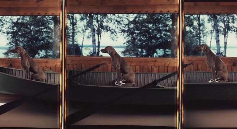 William Wegman, Sent, 1991. Color Polaroids, each 24 x 20 in.