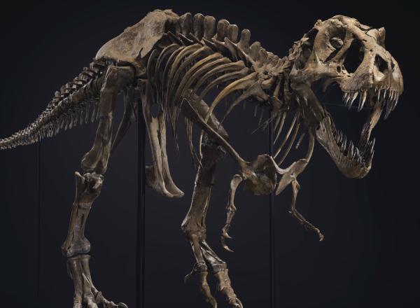 skeleton of a T rex